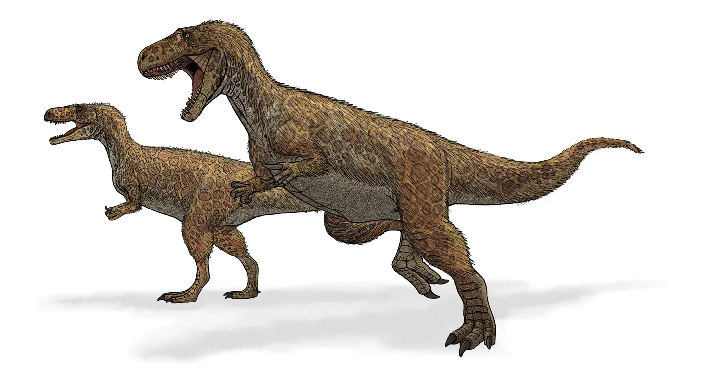 Feathered Giants: Why Size No Longer Rules Out Feathers (Original, now superseded file based on the images found here: [2][3][4]and[5] which is now known to be Neovenator: File:Neovenator salerii-Dinosaurisle.jpg. Heavily revised current version based on skeletal diagrams by Scott Hartman in:(2015). "An overview of non-avian theropod discoveries and classification". PalArch's Journal of Vertebrate Palaeontology 12 (1): 1–73.
The feathering shown here is speculative, skin remains are not currently known for Megalosaurus., Public domain)