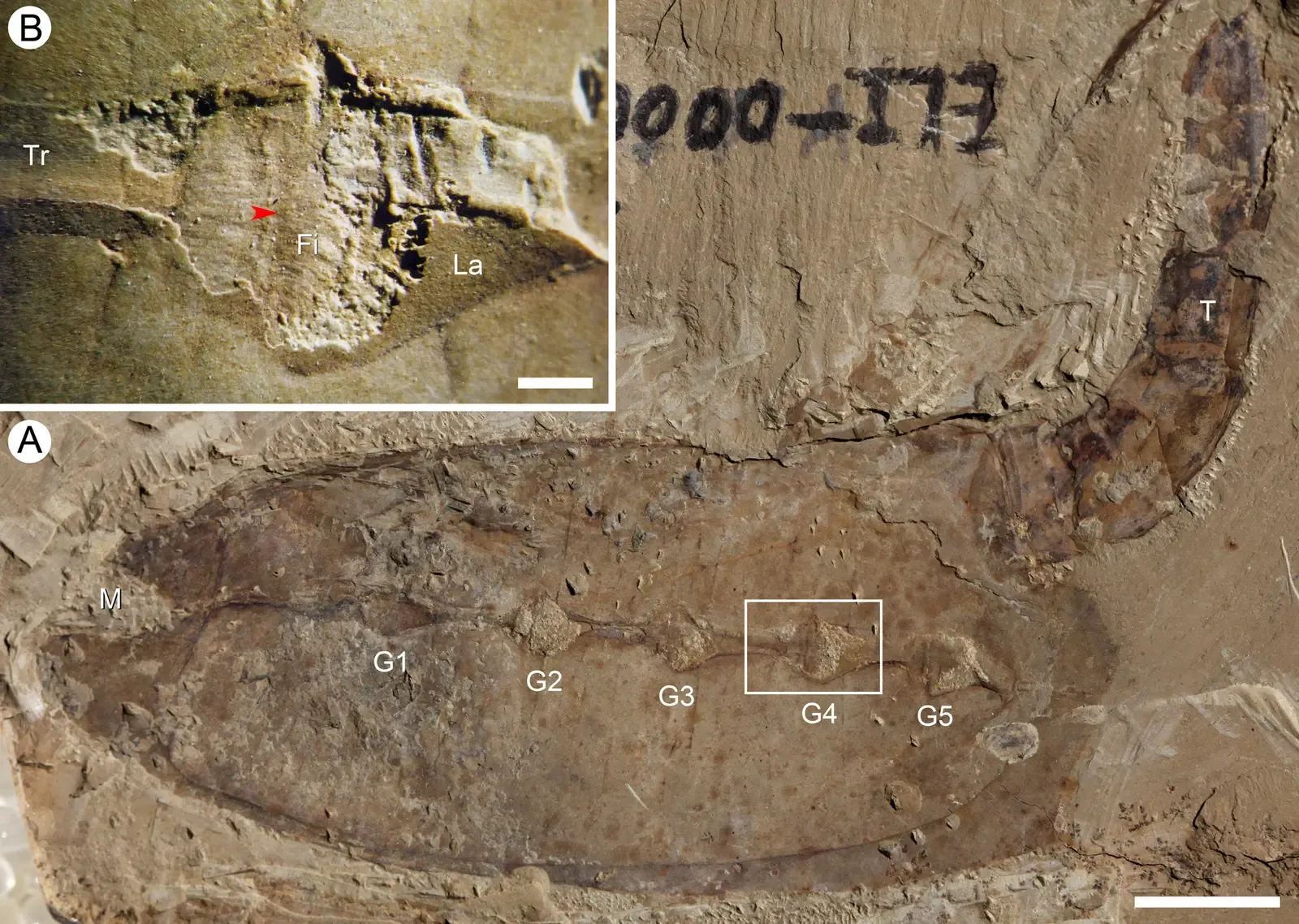 #11 - Vetulicolians: The Body Plan Nobody Can Place (Ou, Q., Han, S.C., Morris, J. et al. Evidence for gill slits and a pharynx in Cambrian vetulicolians: implications for the early evolution of deuterostomes. BMC Biol 10, 81 (2012). https://doi.org/10.1186/1741-7007-10-81, CC BY 2.0)