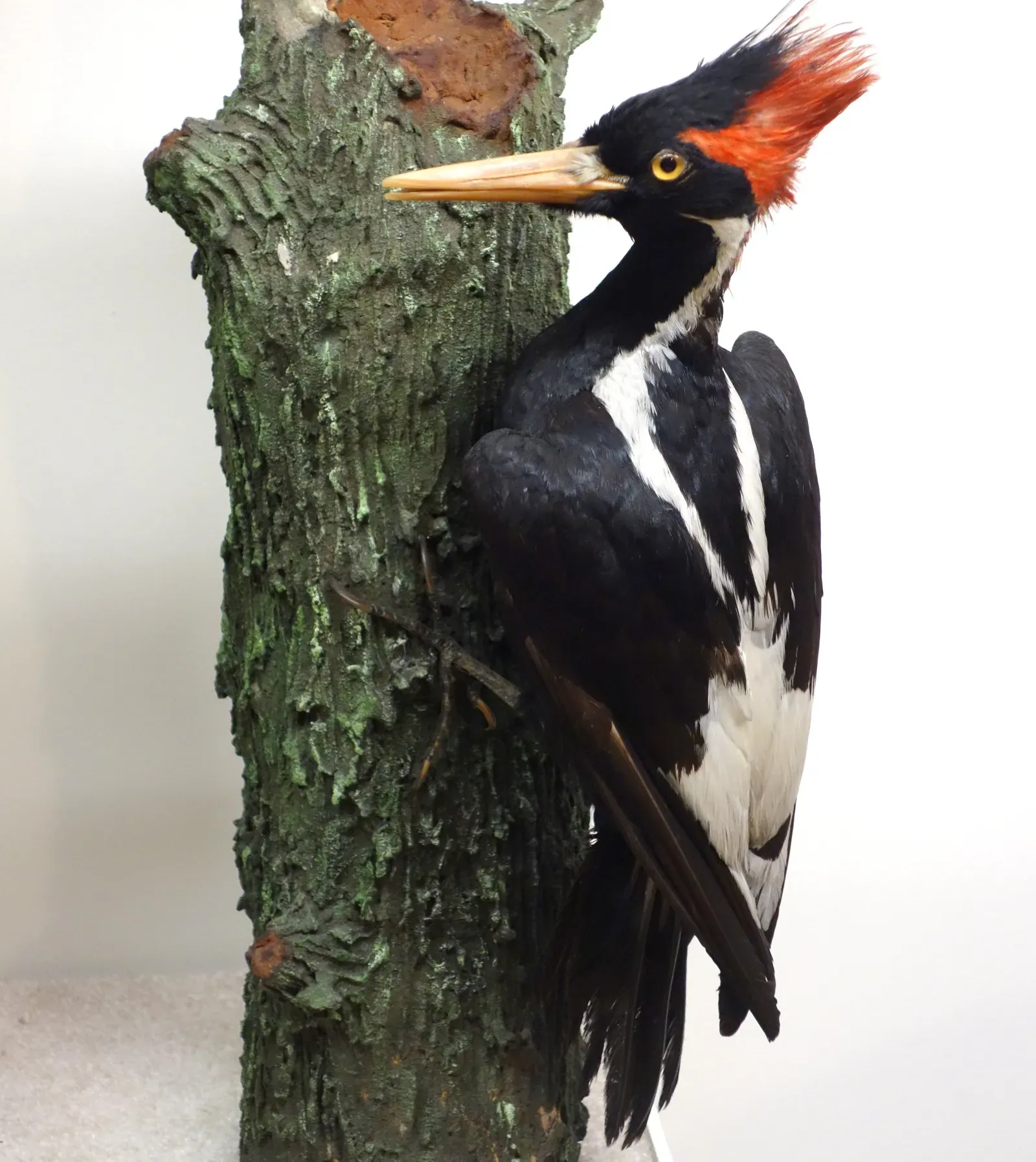 #10 - Ivory-Billed Woodpecker: The Icon That Won't Stay Dead - or Alive (Image Credits: Wikimedia)