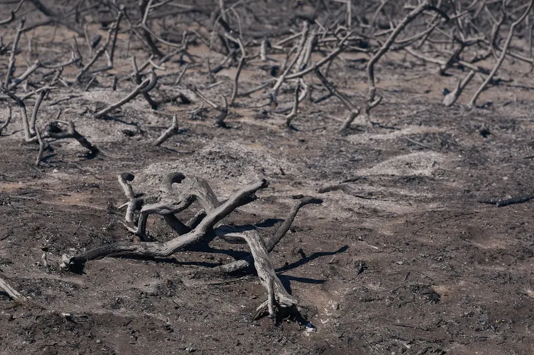 The Long Road Back: Recovery and Resilience (Image Credits: Unsplash)