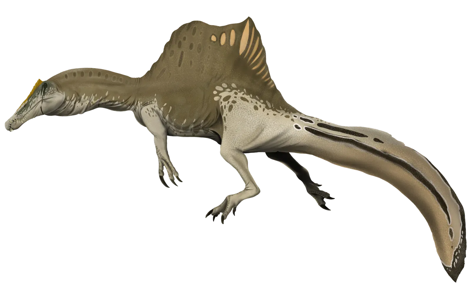 The Lone Wolf Visionary: Why Spinosaurus Mirrors the Independent Mind (By Gustavo Monroy-Becerril, CC BY-SA 4.0)