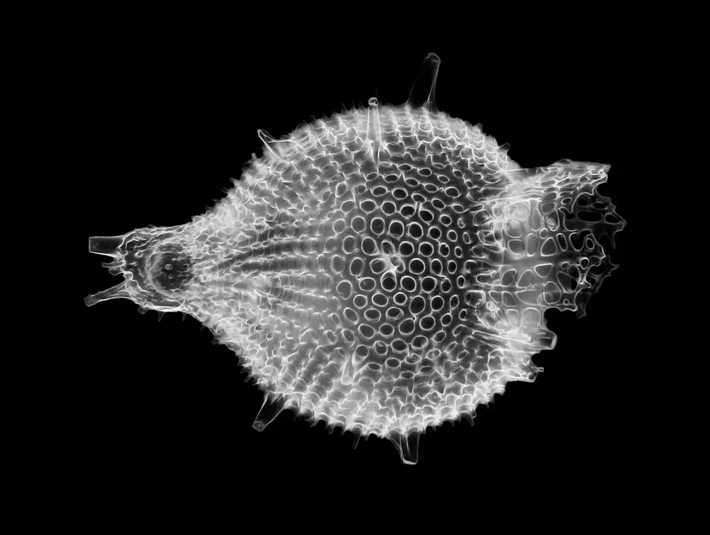 6. Radiolarians and Silica Architects of the Ancient Seafloor (Picturepest, Flickr, CC BY 2.0)