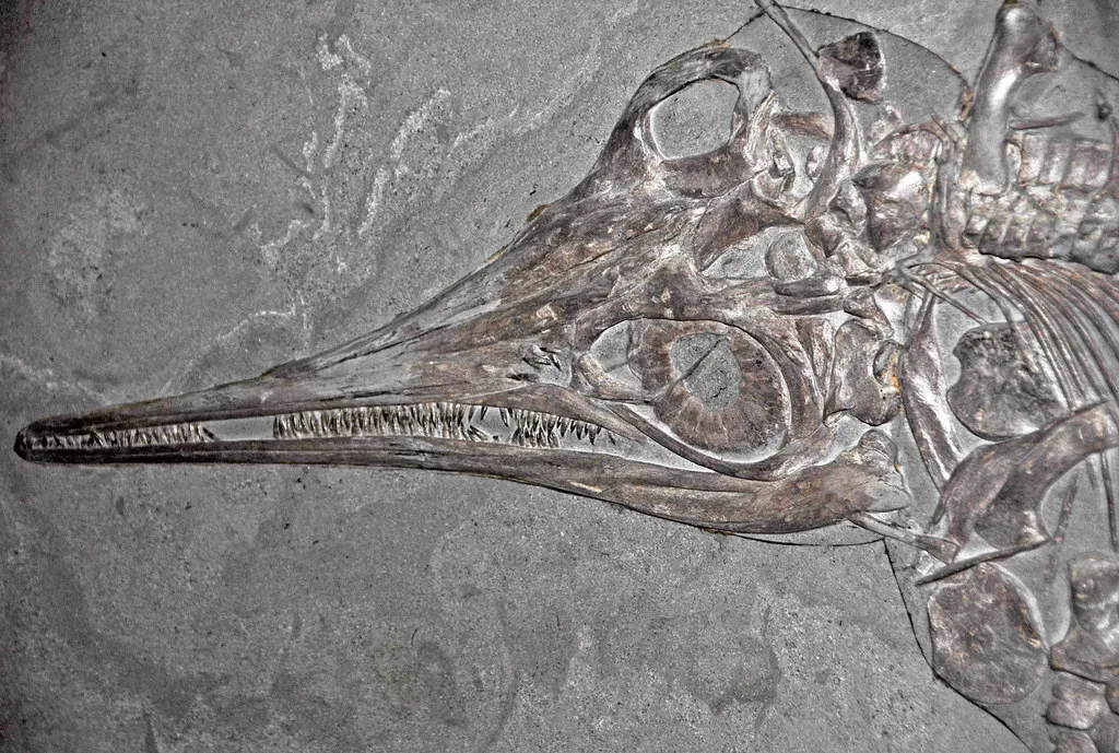 The Menu of an Ancient Predator (Image Credits: Flickr)