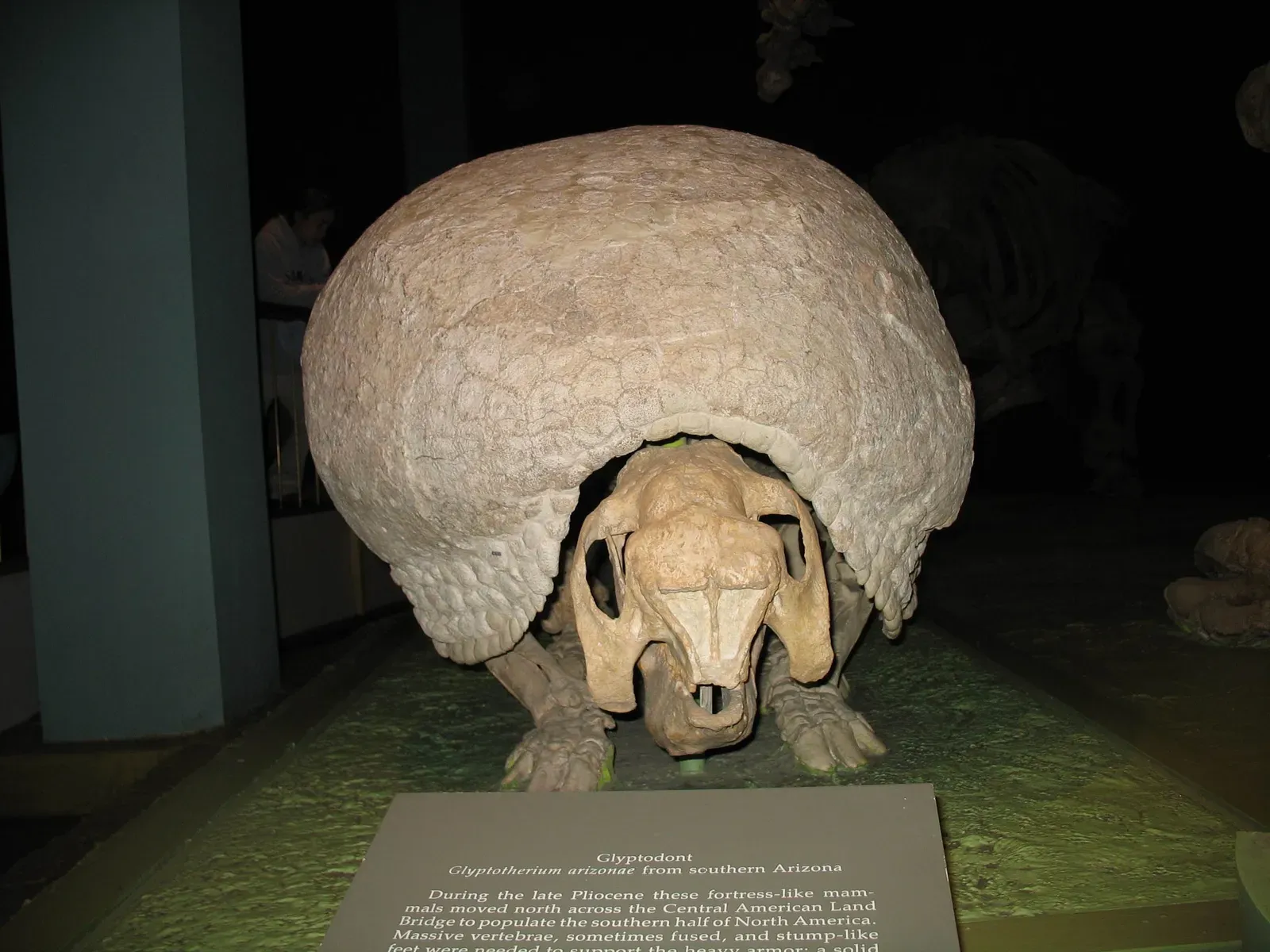 #13 - The Armored Tank Related to Armadillos (IMG_0042Uploaded by FunkMonk, CC BY-SA 2.0)