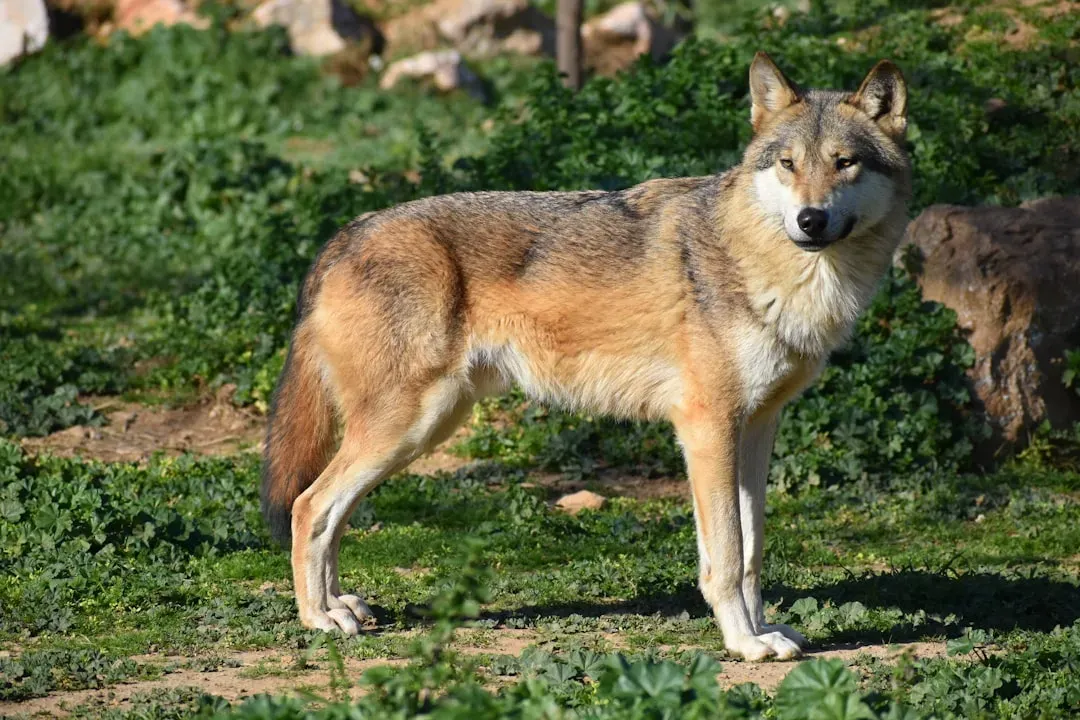 4. The Red Wolf: The World's Most Endangered Wolf (Image Credits: Unsplash)