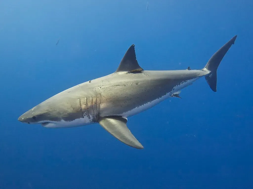 Speed, Agility, and the Dance of Predators (Elias Levy, Flickr, CC BY 2.0)