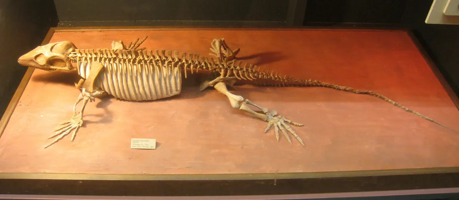 Parental Care Extended Beyond the Dinosaur Family (Image Credits: Wikimedia)