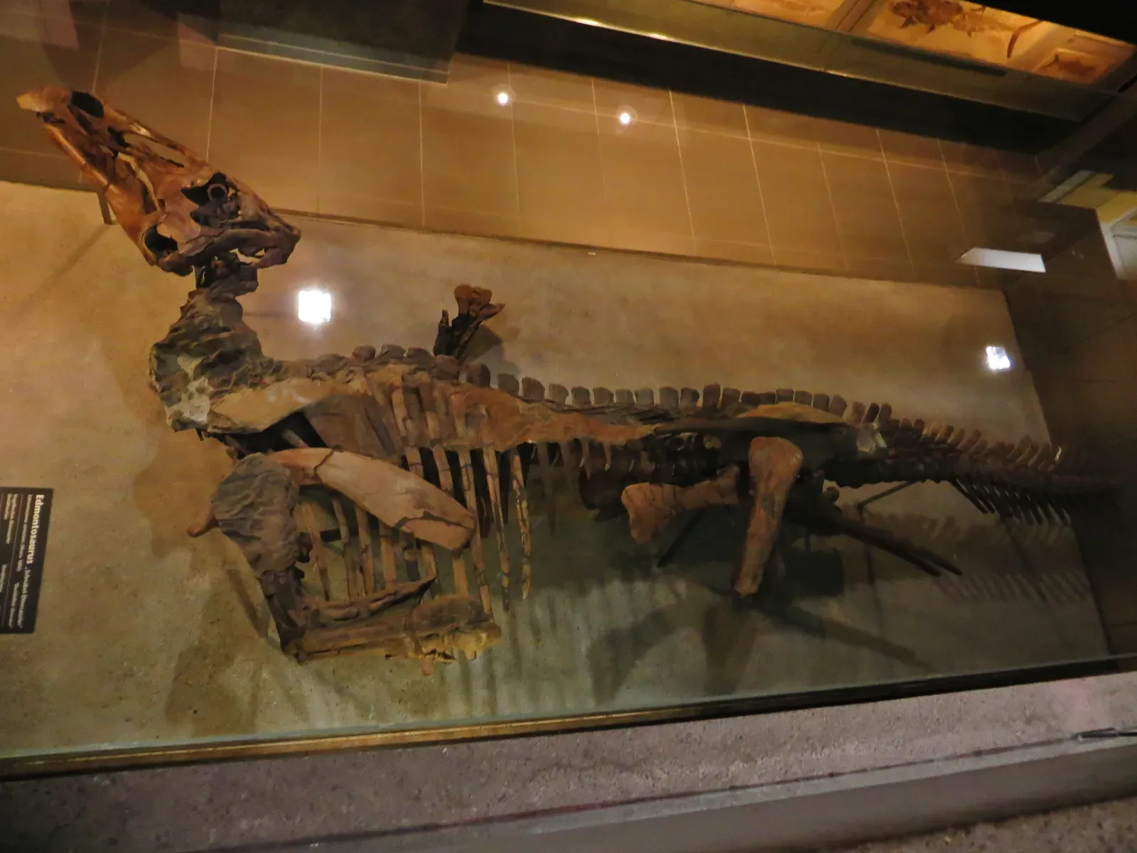 #16 - Edmontosaurus Ate Its Own "Mummy" Cousin, Anatotitan (By Ghedoghedo, CC BY-SA 4.0)