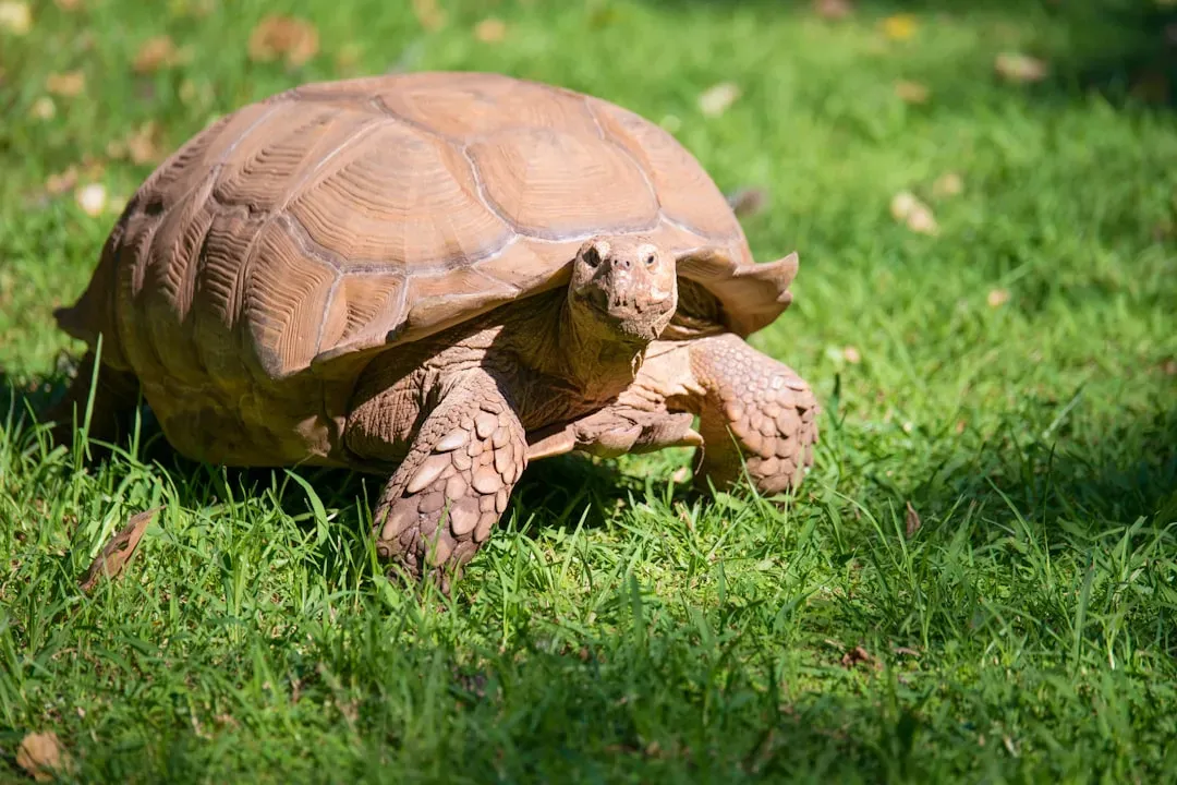 #5 - How Many Tortoises Actually Exist Right Now (Image Credits: Unsplash)