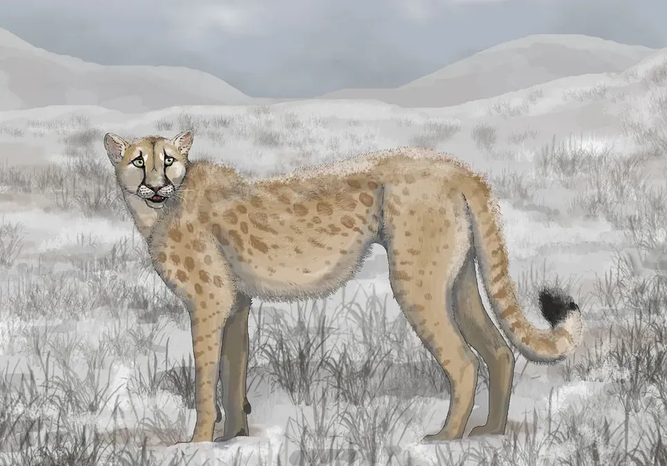 #10 - Miracinonyx: North America's Forgotten Cheetah (By Sheatherius, CC BY-SA 4.0)