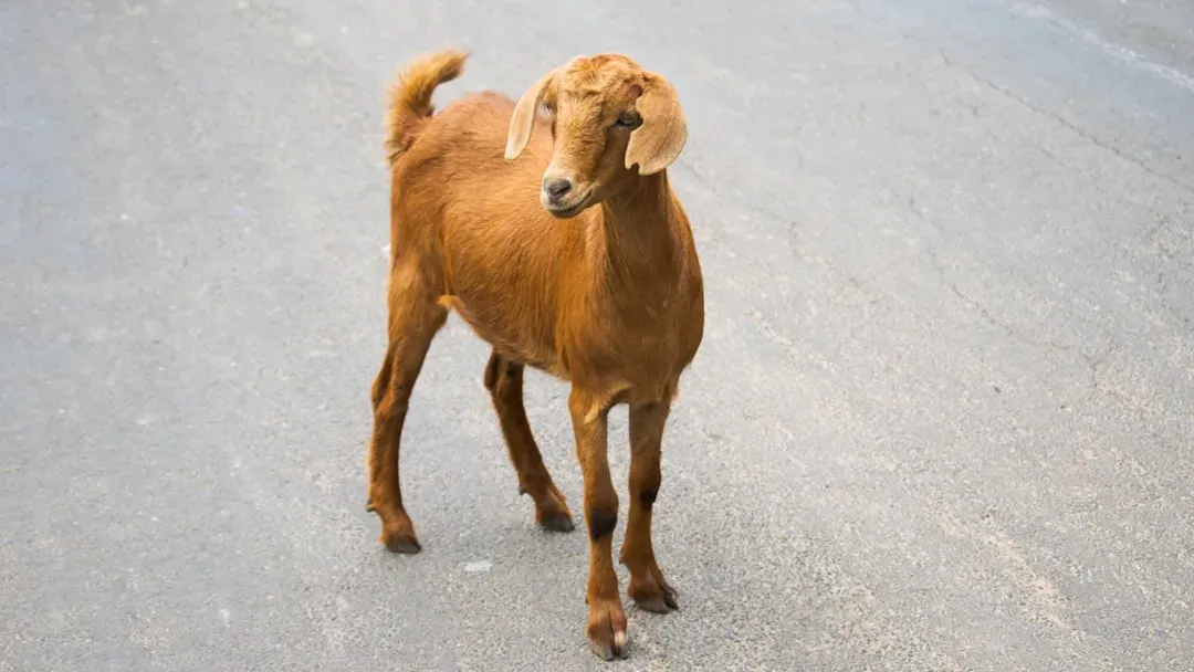 Goat Signs Enjoy Harmonious Partnerships (Image Credits: Unsplash)