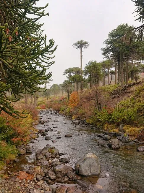 Permian Forests and a World on the Edge (Image Credits: Pexels)