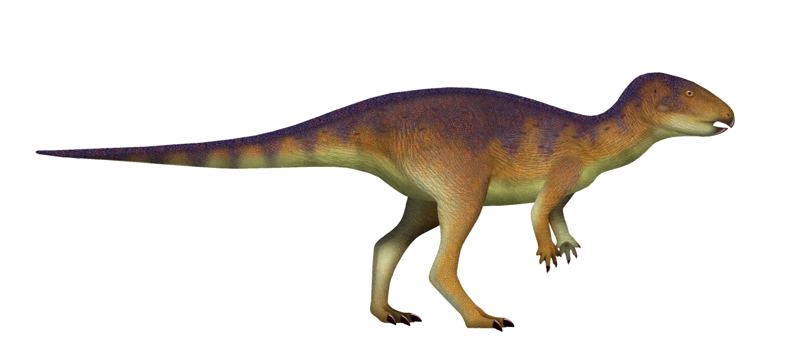 Micropachycephalosaurus: The Name That Refused to Be Short (By TotalDino, CC BY 4.0)