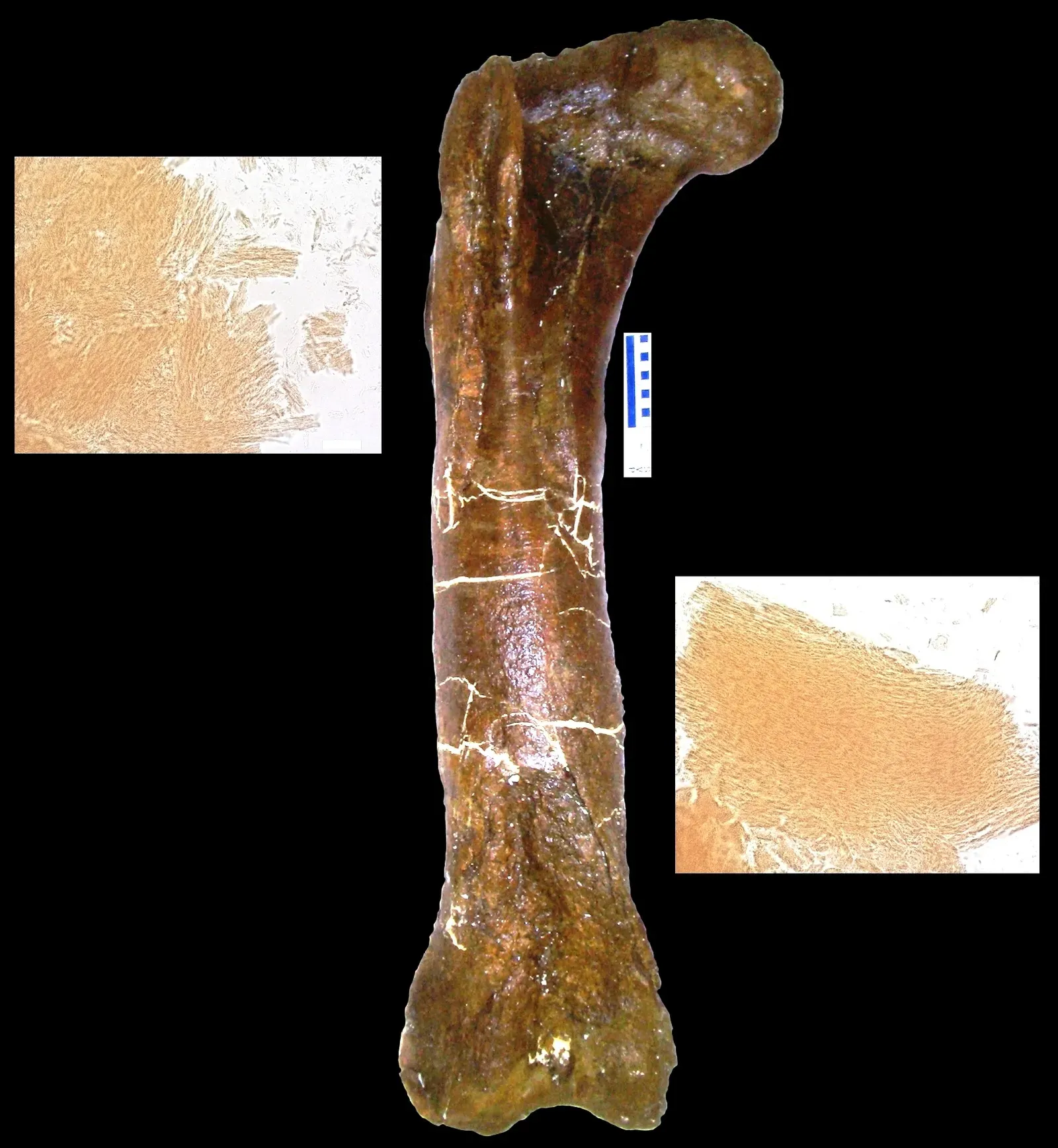 #6 - Her Bones Contain Literal Rings That Reveal Her Age (By James D. San Antonio1*, Mary H. Schweitzer2,3,4, Shane T. Jensen5, Raghu Kalluri6,7, Michael Buckley8,9, Joseph P. R. O. Orgel10*, CC BY 2.5)