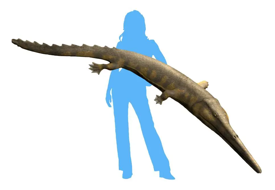 Lost Fossils From Australia Reveal a Surprise Marine World (Image Credits: Wikimedia)