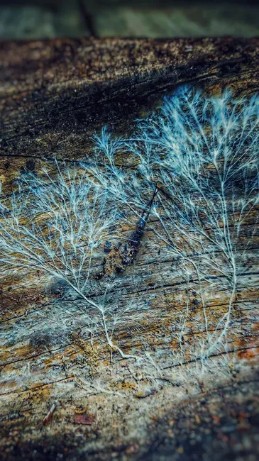 #14 - The "Wood Wide Web": Do Forests Actually Talk to Each Other? (Image Credits: Pexels)