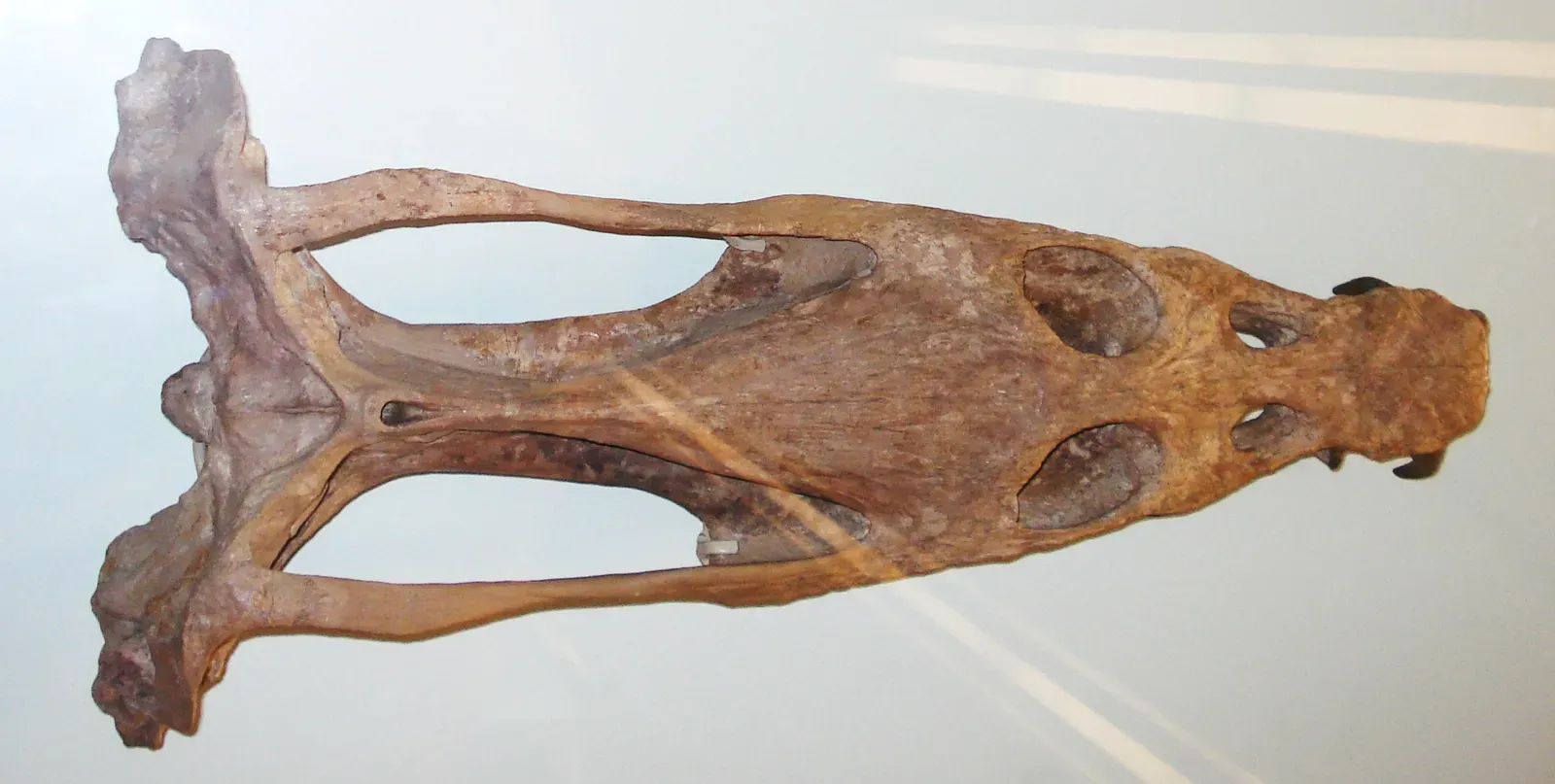 Those Needle Teeth and Crocodile-Like Jaws (By Ghedoghedo, CC BY-SA 3.0)