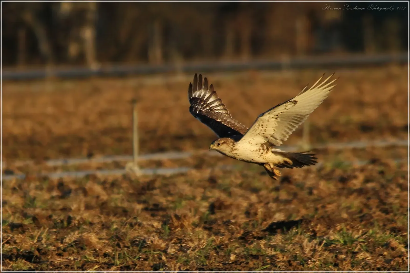 #6 Hidden Prey Trails and Disturbed Ground (By Shravans14, CC BY-SA 3.0)