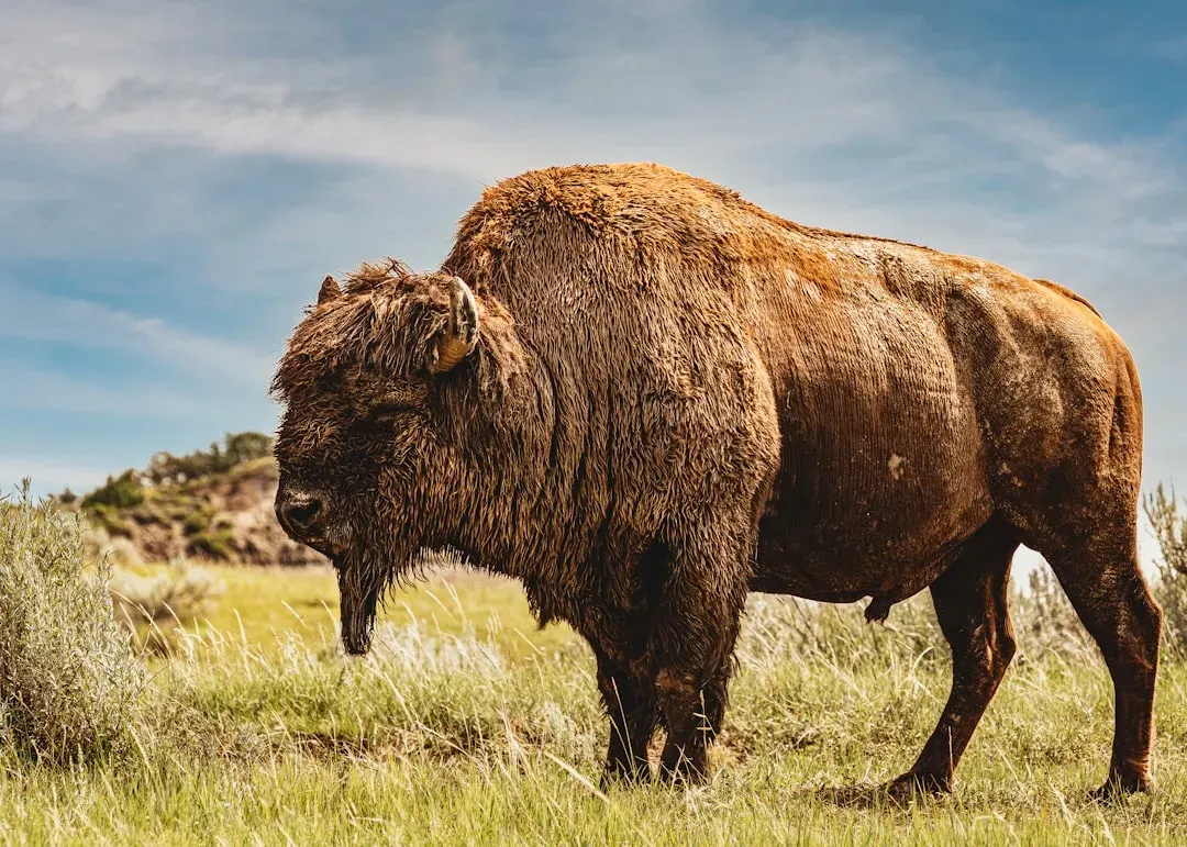 Reading Animal DNA to Trace Human Footsteps (Image Credits: Unsplash)
