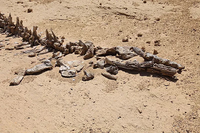 #3 - Chile's Atacama Desert Hides a Mass Whale Graveyard (By Roland Unger, CC BY-SA 3.0)