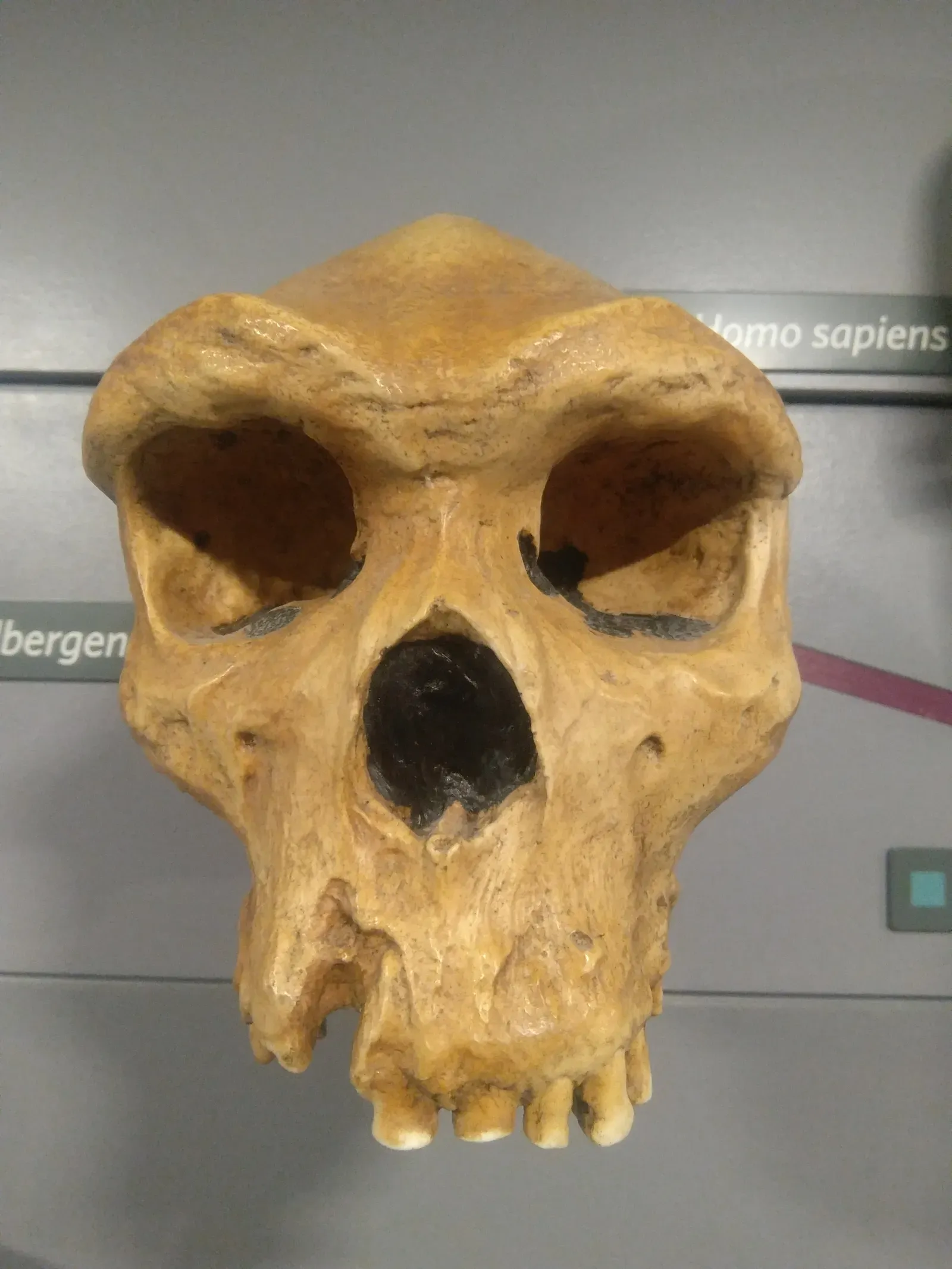 #8 - Rhodesian Man: A Fossil Once Used to Rank Human Races (By Rohitjahnavi, CC0)