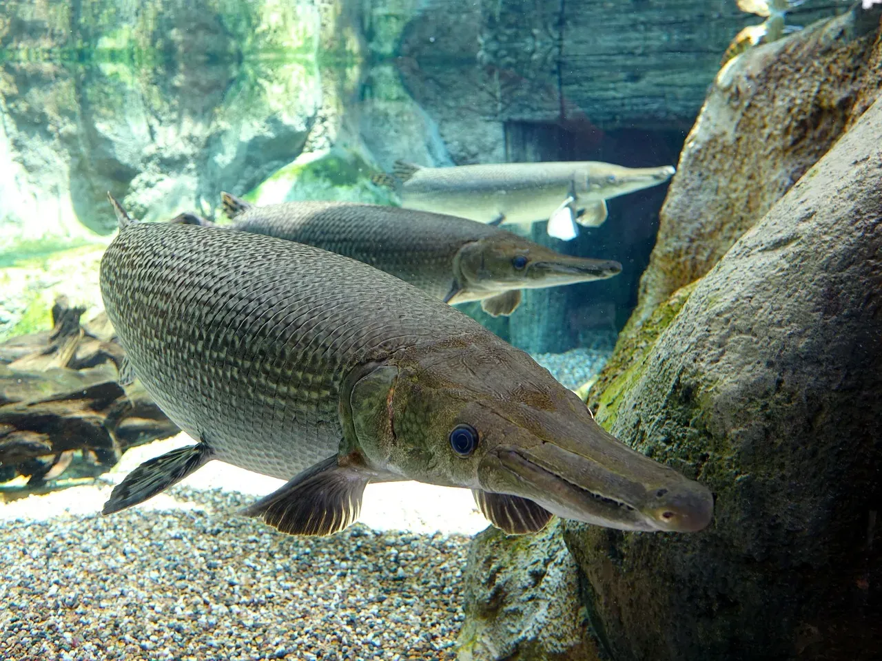 #12 - The Alligator Gar: The Fish That Evolution Basically Gave Up On (Image Credits: Pixabay)