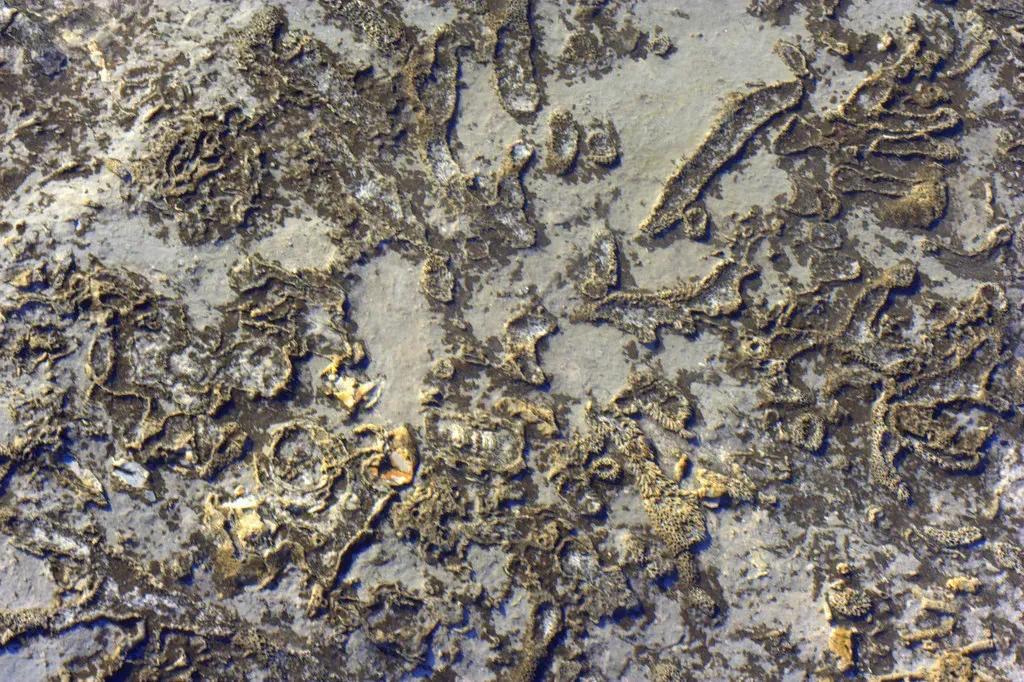 The Key Visual Signs That You Might Have a Fossil (Fixed in Silver, Flickr, CC BY-SA 2.0)