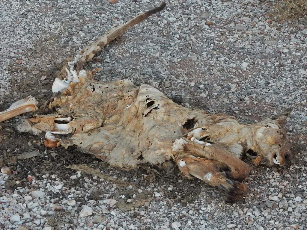 The chemistry of rot: invisible warnings in the air (mikecogh, Flickr, CC BY-SA 2.0)