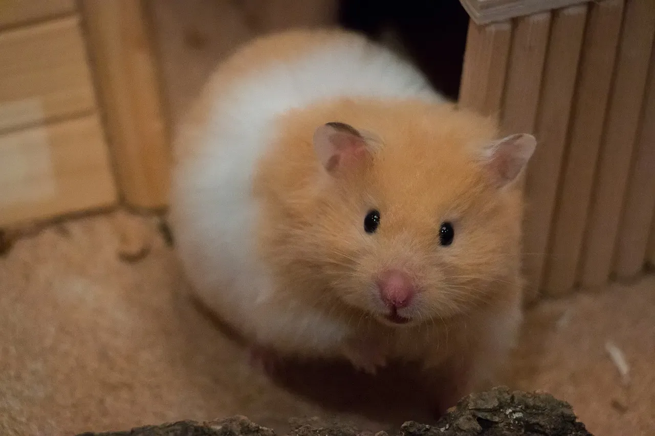 Hamsters: Small, Organized, and Adorable (Image Credits: Pixabay)