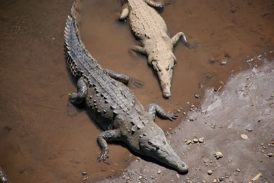 Crocodilians: Armored Relics That Outlived the Dinosaurs (Image Credits: Pexels)