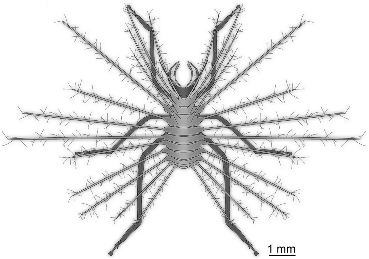 Hallucinochrysa Diogenesi: The Trash-Carrying Trickster (Image Credits: Wikimedia)