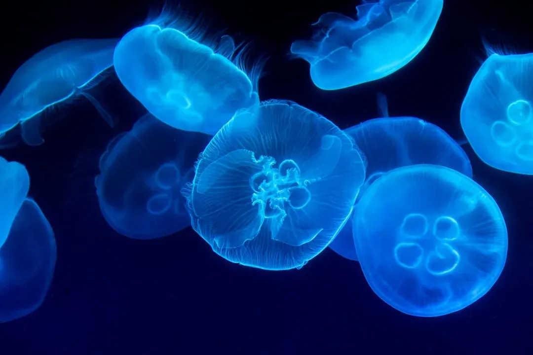 Aquarius – The Jellyfish (Image Credits: Unsplash)