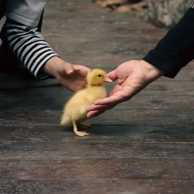 What our love of baby animals really says about us (Image Credits: Pexels)