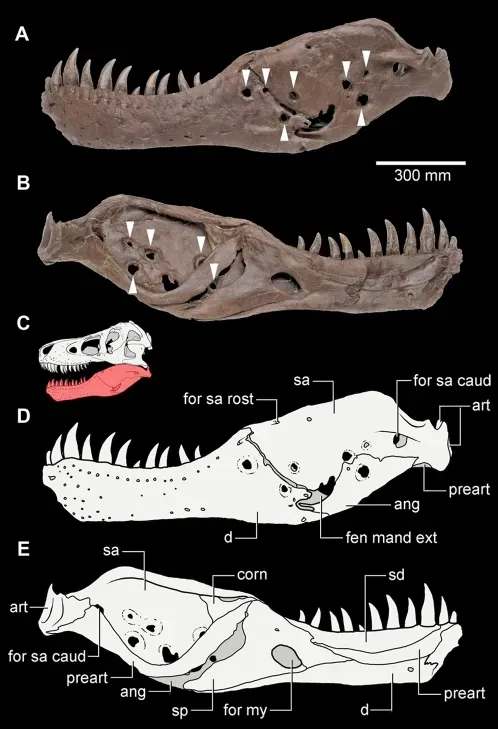 Paleontologists Found Evidence of Dinosaur Disease and Injury Recovery (Image Credits: Wikimedia)