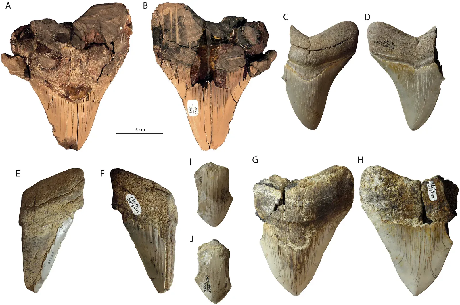 8. Megalodon's True Shape Is Nothing Like the Movies (Boessenecker RW, Ehret DJ, Long DJ, Churchill M, Martin E, Boessenecker SJ. (2019). The Early Pliocene extinction of the mega-toothed shark Otodus megalodon: a view from the eastern North Pacific. PeerJ 7:e6088 https://doi.org/10.7717/peerj.6088, CC BY 4.0)