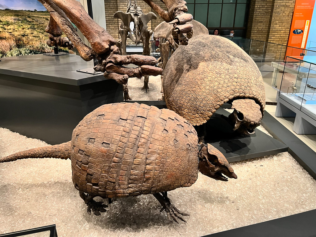 Glyptodonts: The Living Armored Tanks (Image Credits: Flickr)