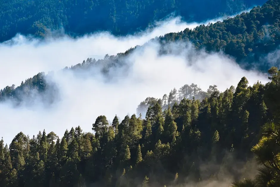 Aquarius – Unusual Cloud Forest Filled with Rare Species (Image Credits: Pexels)