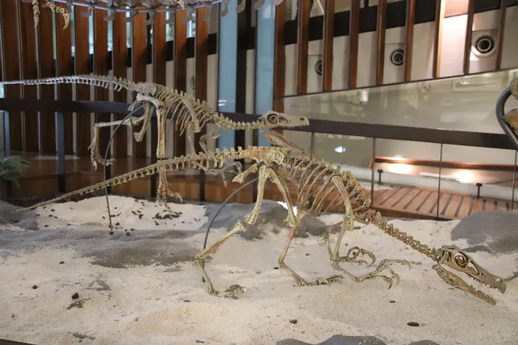 The Pack Hunting Debate: Evidence and Controversy (Image Credits: Flickr)