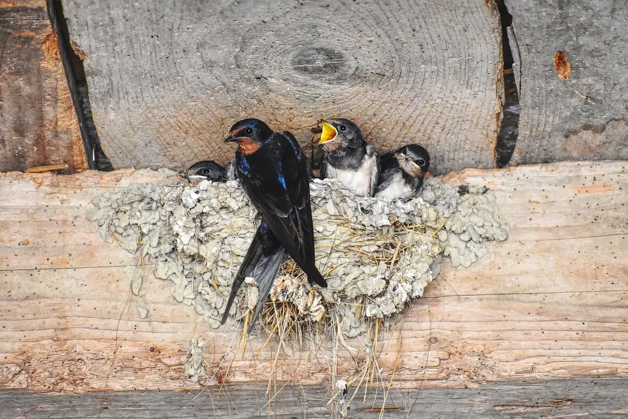 #2 A Barn Swallow Nest Glued to the Ceiling of a Fast‑Food Drive‑Thru (Image Credits: Pixabay)