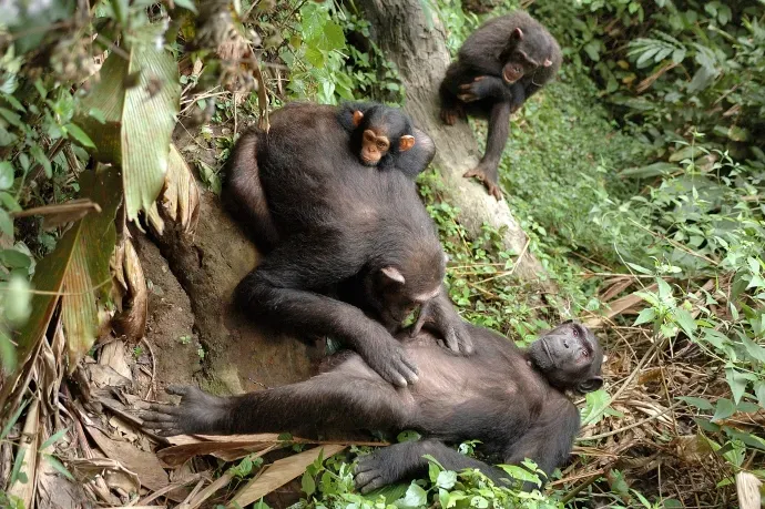4. Social Mammals and the Pressure Cooker of Group Living (By Dsg-photo, CC BY-SA 3.0)