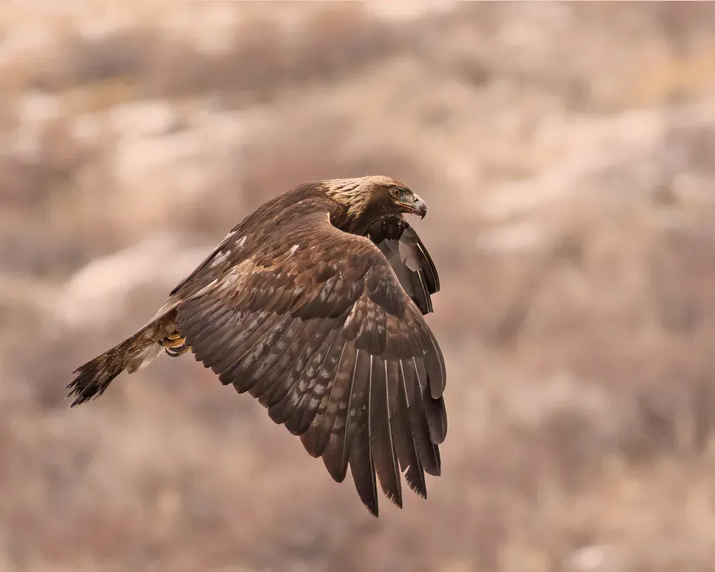 Taurus: The Golden Eagle (Image Credits: Flickr)