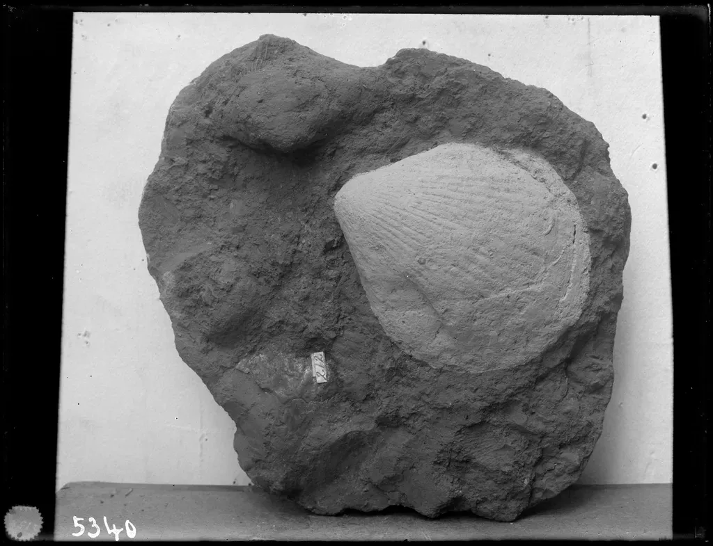 7. Brachiopods: Shell‑Bearers from a Forgotten World (Image Credits: Rawpixel)