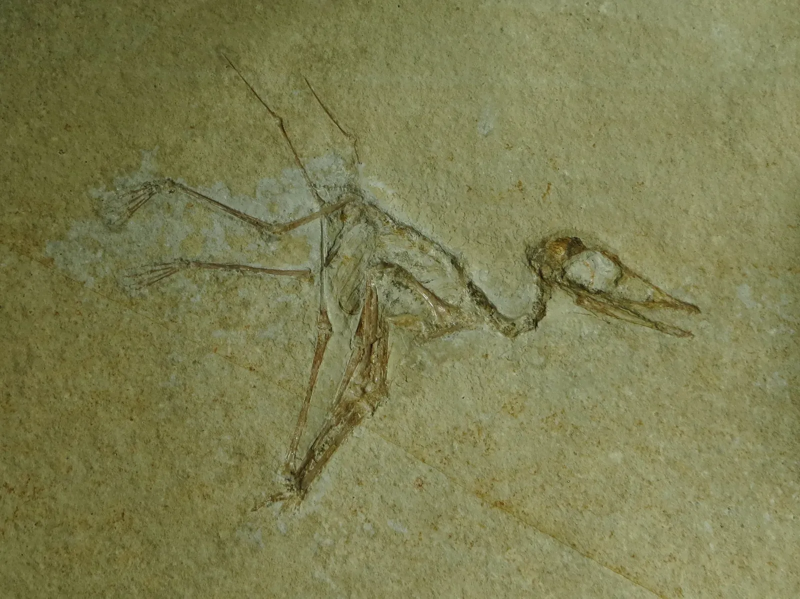 8. A Juvenile Bone Revealed Pterosaurs Were Prey - Not Just Predators (Image Credits: Wikimedia)