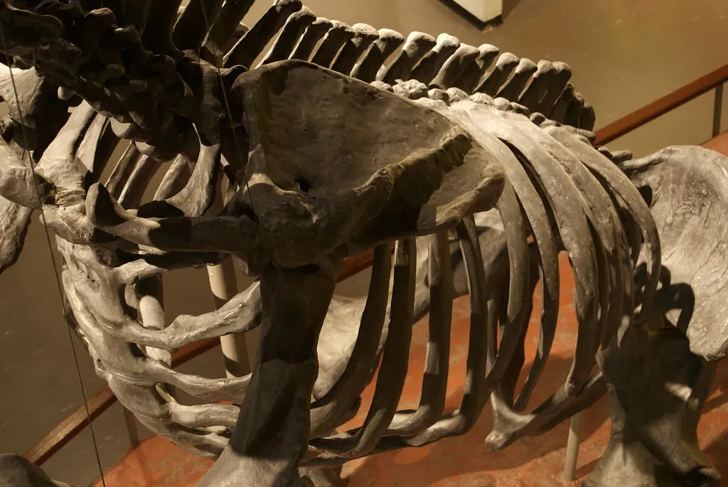 Conclusion: Why a ribcage full of plants should change your mind about dinosaurs (FeatheredTar, Flickr, CC BY 2.0)