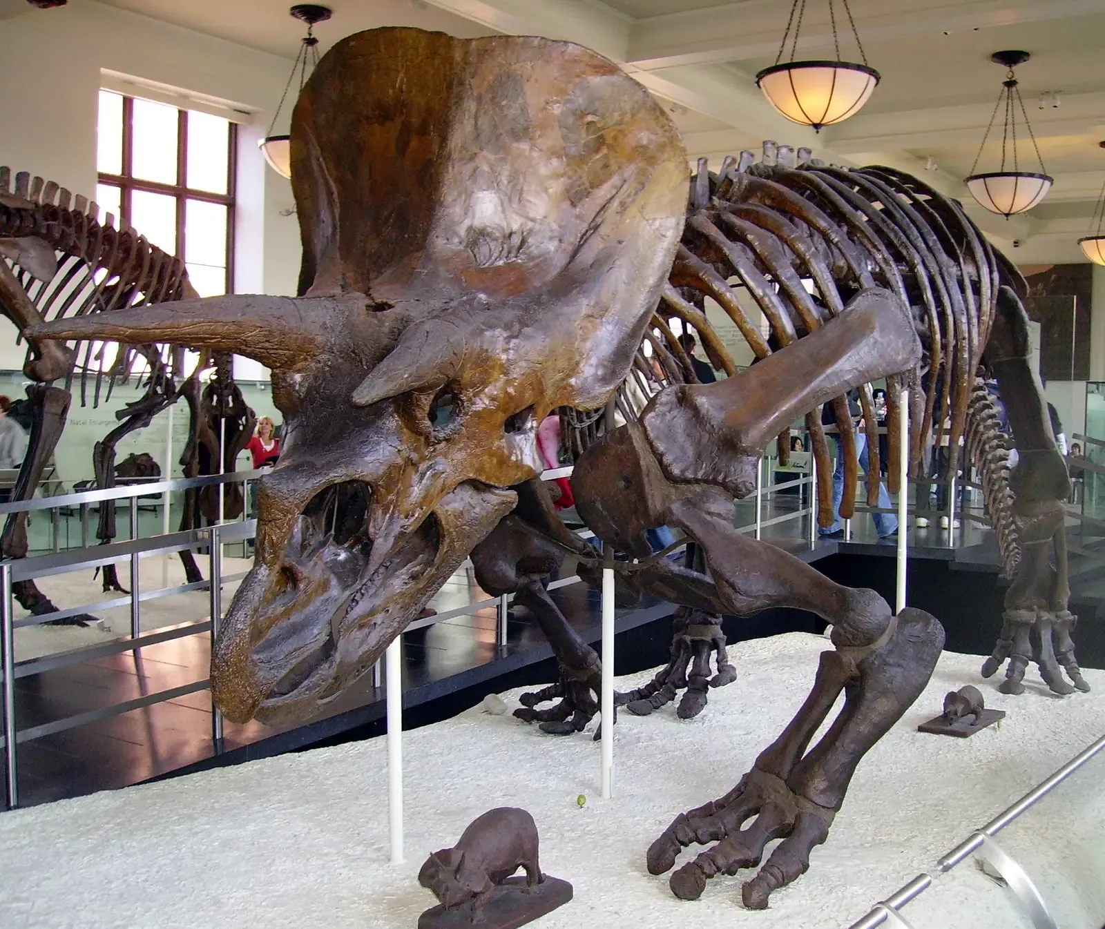 Its World Was A Shifting, Stressful Landscape At The End Of The Age Of Dinosaurs (Triceratops at Museum of Natural History, CC BY-SA 2.0)