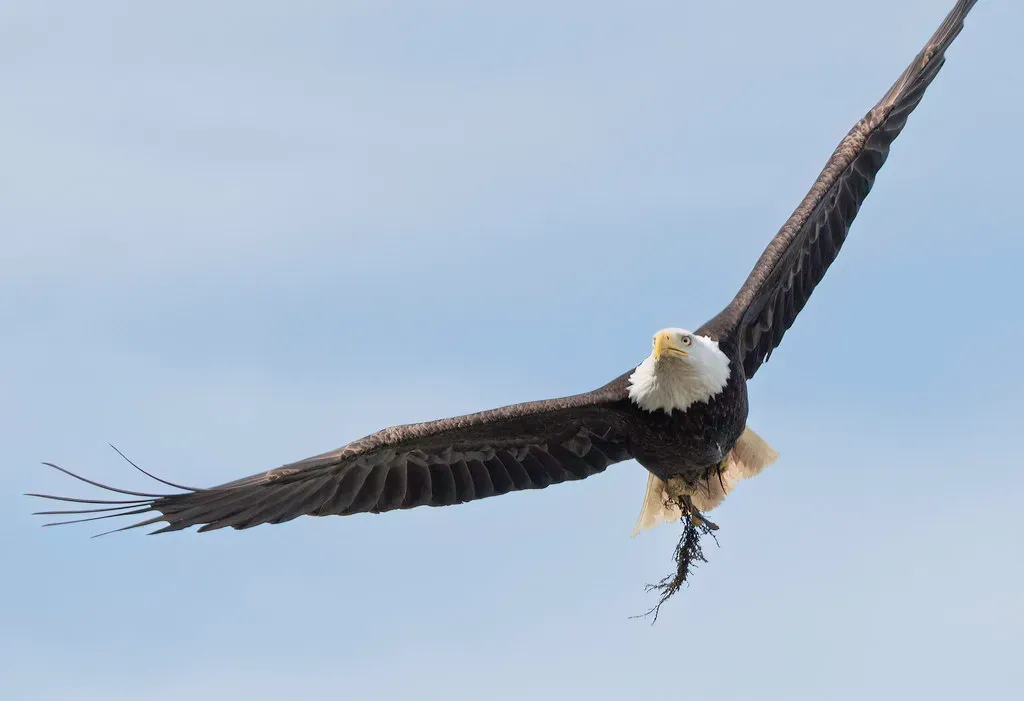 The Eagle Shows You Higher Perspectives (Image Credits: Flickr)