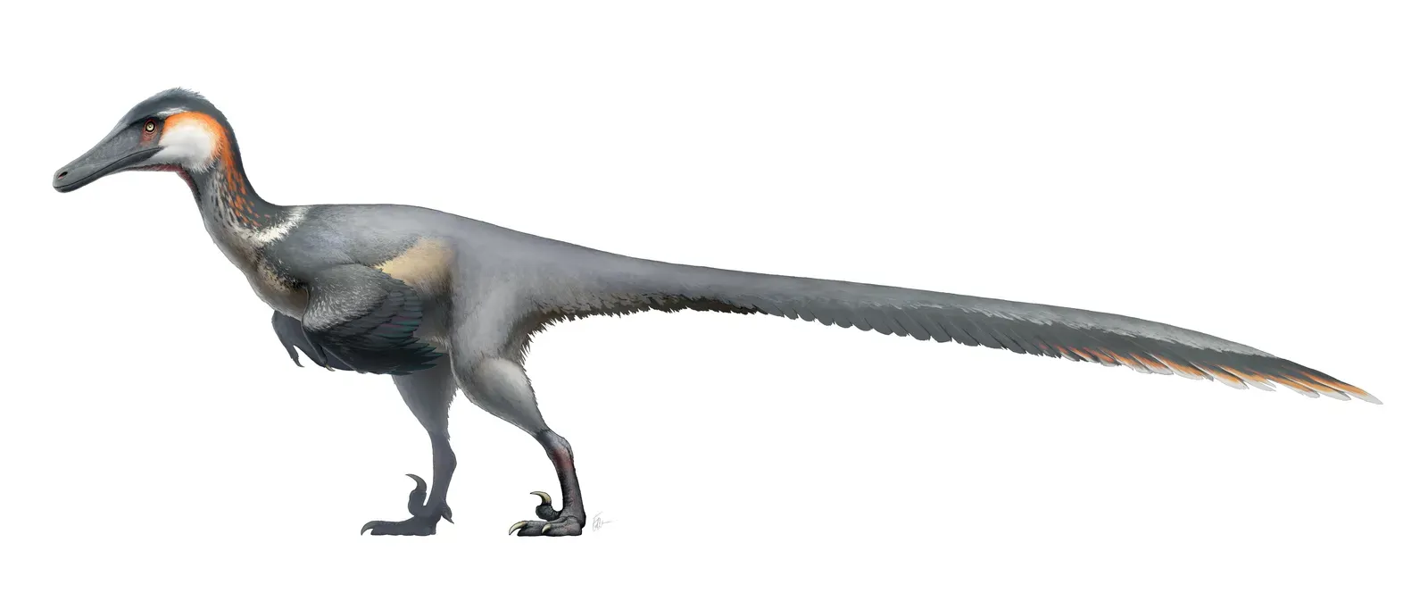 Capricorn – Austroraptor, the Relentless Specialist (By Fred Wierum, CC BY-SA 4.0)