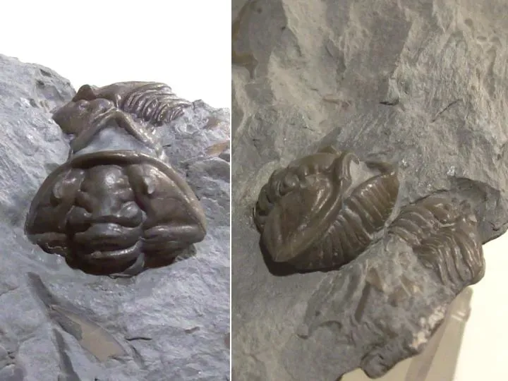 #13 - The Ordovician Seafloor Hiding Under Cincinnati, Ohio (By Antonov, Public domain)