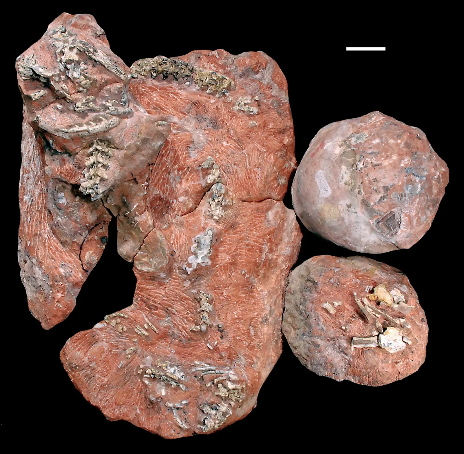 Parental Care: From Guarding Eggs to Protecting Future Flocks (Wilson JA, Mohabey DM, Peters SE, Head JJ (2010) Predation upon Hatchling Dinosaurs by a New Snake from the Late Cretaceous of India. PLoS Biol 8(3): e1000322. doi:10.1371/journal.pbio.1000322.g001, CC BY 2.5)