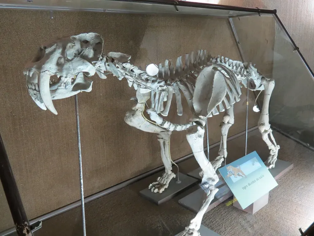 #3 - Saber-Toothed Cats Were Painted as Striped Tigers That Pounced Like One (TheMarcusChance, Flickr, CC BY-SA 2.0)